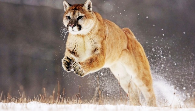 OS X Mountain Lion